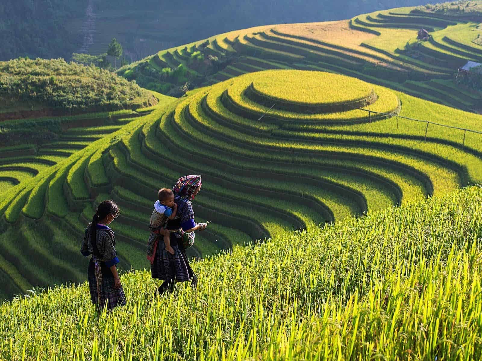 Sapa Rice Terraces Trekking photo 7